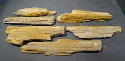 Objet: 6 morceaux de bois fossilisé / pétrifié / silicifié