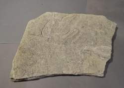 Objet: Fossile dalle avec trace / empreinte tridactyle de Grallator Sables d'Olo