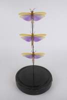 Taxidermie: 3 grands criquets TITANACRIS ALBIPES sous globe H:46cm