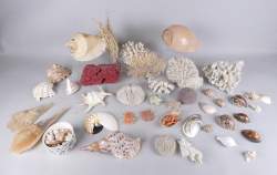 Collection : coquillages et coraux EU ONLY dont cerveau (diploria) , champignon (fongia fungites) , casque à cornes (cassis cornuta) , conque marine (pleuroploca gigantea)