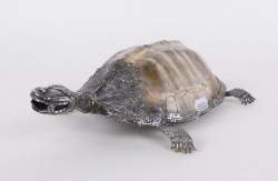 Asiatique : EU ONLY Cabinet de curiosité possible carapace de tortue de Floride travail probable Tibétain tête en argent reste du corps en métal argenté