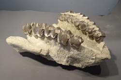 Objet : fossile mandibule / mâchoire inférieure Brontotherium? Hyracodon? Oligocène provenance probable Badlands South Dakota (rest)