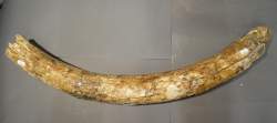 Objet : défense de mammouth laineux (Elephas primigenius) époque pléistocène Mer du Nord (ds l'état)