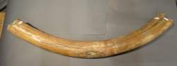 Objet : défense de mammouth laineux (Elephas primigenius) époque pléistocène Mer du Nord (ds l'état , rest)