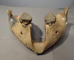 Objet : Mâchoire inférieure d'un jeune mammouth a/ 2 dents pléistocène Mer du Nord (bel état)