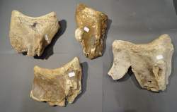 Objet : 4 dents fossilisées de mammouth (Elephas primigenius) époque pléistocène Mer du nord (ds l'état)