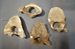 Objet : 4 vertèbres fossilisées époque pléistocène Mer du nord dont 3 mammouth (Elephas primigenius) et 1 rhinoceros laineux (Coelodonta antiquitatis)