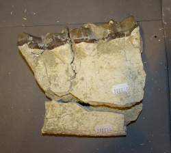 Objet : fossile partie de mandibule / mâchoire avec dents de Brontotherium? Hyracodon? Oligocène provenance probable Badlands South Dakota (acc)