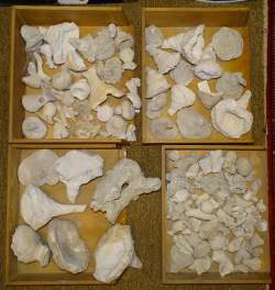 Objet : +/ - 121 fossiles d'éponges (dont siphonia pyriformis) de l'époque crétacé