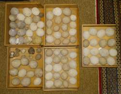 Objet : 93 fossiles d'oursins (Hemipneustes) de l'époque crétacé (bel état)