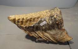 Objet : Fossile dent de mammouth a/ racine (Elephas primigenius) époque pléistocène Mer du nord