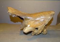 Objet : Fossile partie de crâne de rhinocéros laineux (Coelodonta antiquitatis) époque pléistocène