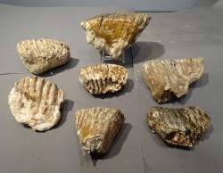 Objet : Fossile 7 petites dents de mammouth (Elephas primigenius) époque pléistocène Mer du nord