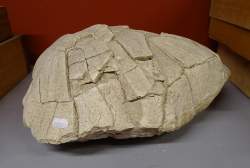 Objet : important fossile de carapace de tortue (Stylemys nebrascensis?) Oligocene South Dakota?