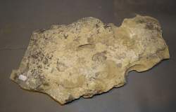 Objet: Fossile dalle avec traces / empreintes d'Hipparion Miocène 47x25cm