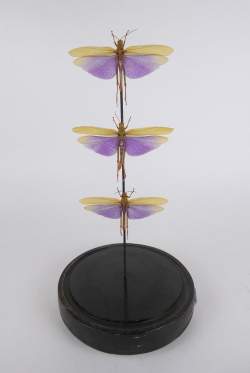 Taxidermie: 3 grands criquets TITANACRIS ALBIPES sous globe H:46cm